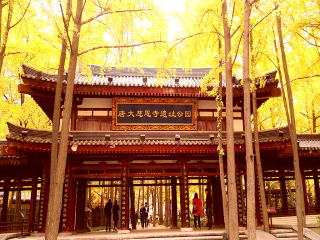 西安不跟团旅游_旅游团西安_多少钱西安旅游