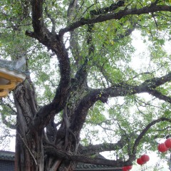 梅庵