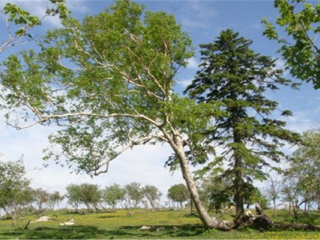 東北長(zhǎng)白山旅游花多少錢_東北長(zhǎng)白山旅游價(jià)格多少_東北長(zhǎng)白山旅游一次多少錢