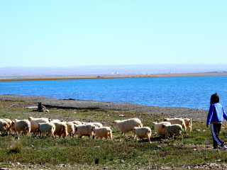深圳包团青海旅游价格_青海旅游小团_7月赴青海旅游