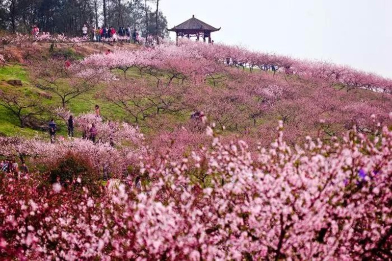 九龙坡区—走马镇走马镇以桃花闻名,而走马的桃花以金马湖畔的桃林