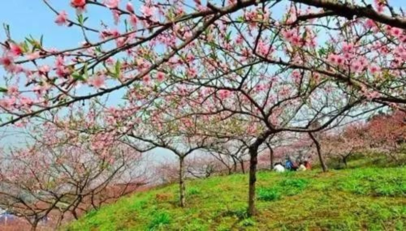 九龙坡区—走马镇走马镇以桃花闻名,而走马的桃花以金马湖畔的桃林