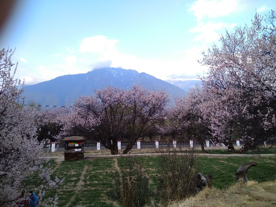 求解答:4月初去西藏拉萨,纳木错,林芝等旅游,穿