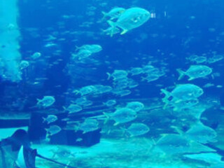 海南三亞旅游組團_海南三亞旅游價格多少跟團_深圳特價海南三亞游