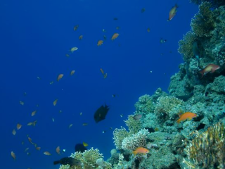 海南三亞旅游組團_海南三亞旅游價格多少跟團_深圳特價海南三亞游
