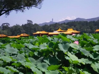 北戴河組團(tuán)旅游_北戴河旅游價(jià)格多少跟團(tuán)_北戴河九月旅游