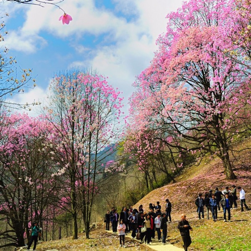 三生三世十里辛夷花海2018春游九皇山