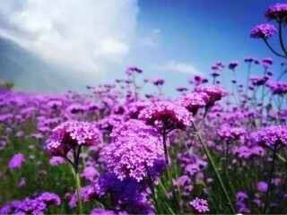 跟團(tuán)云南麗江游價(jià)格_云南麗江八月份旅游_云南麗江旅游費(fèi)用多少