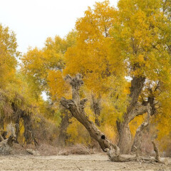轮台胡杨林景区 景点模块