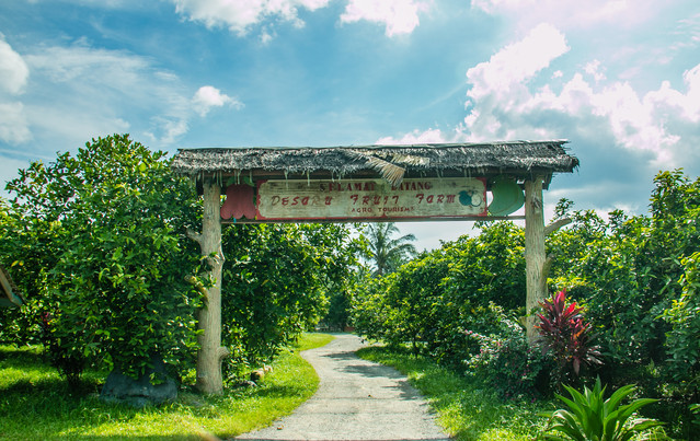 自驾马来西亚 怀念在水果农场捡榴莲吃的时光.