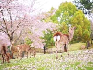 日本雙飛十日游很便宜_到日本旅游報(bào)團(tuán)價(jià)格_旅游去日本