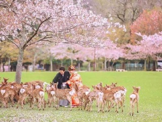 日本雙飛十日游很便宜_到日本旅游報(bào)團(tuán)價(jià)格_旅游去日本