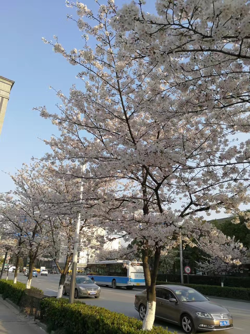 武汉大学的樱花什么时候开?最佳的观看时间是