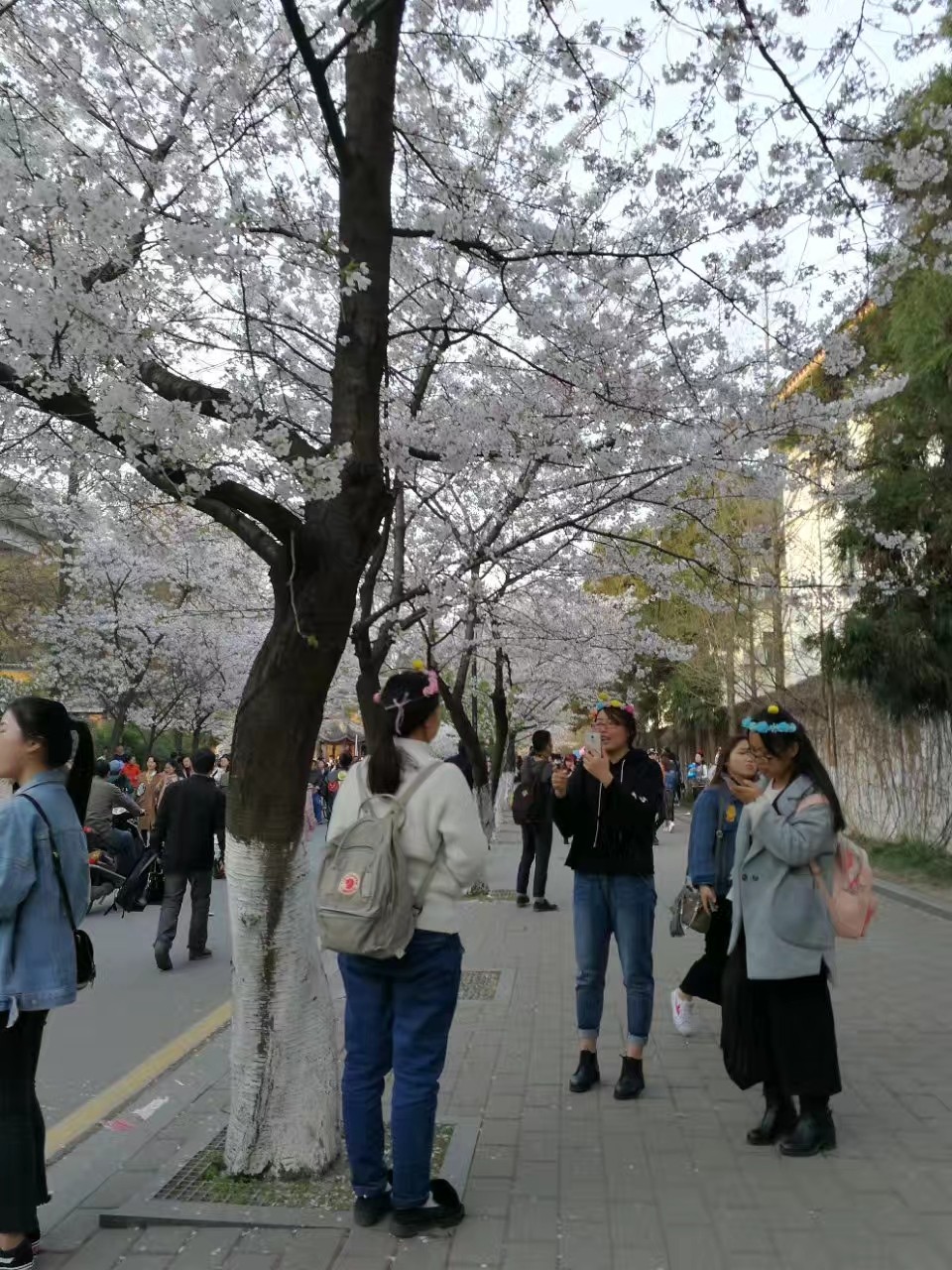 武汉大学的樱花什么时候开?最佳的观看时间是