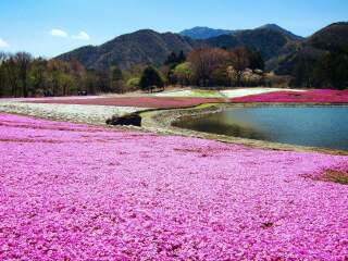 日本雙飛十日游很便宜_到日本旅游報(bào)團(tuán)價(jià)格_旅游去日本