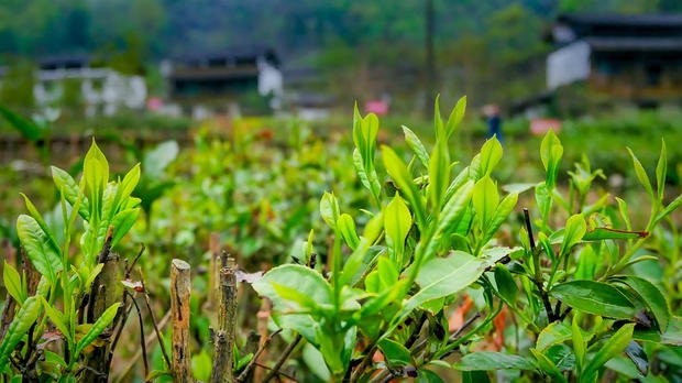 平武豆叩 | 禅茶小镇品禅茶,尽享人间慢生活!