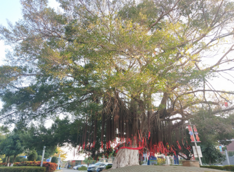 度假区很多百年榕树,榕树也是厦门市树