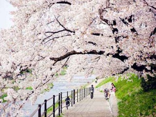 日本雙飛十日游很便宜_到日本旅游報(bào)團(tuán)價(jià)格_旅游去日本