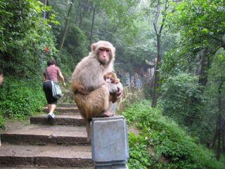 貴州西江苗寨旅游大約多少錢_貴州西江苗寨旅游要多少錢2021_貴州西江苗寨游跟團(tuán)多少錢