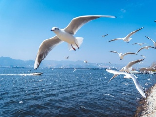 西双版纳报团旅游价格_西双版纳半自助游_西双版纳旅游几月份最便宜