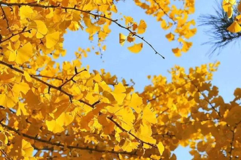去的时候恰好是银杏叶黄的时候,金黄色的银杏叶在盘旋落下,重庆的秋天