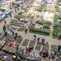 Kunming, China - October 7, 2016: People at the Kunming Dounan Flower Market the biggest flower market in Asia and one of the most important in the world