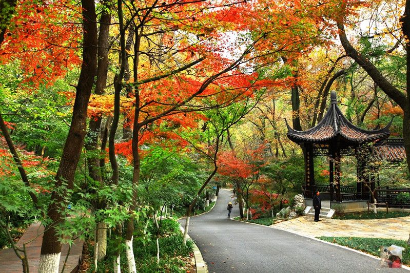 栖霞山,11月17日拍摄