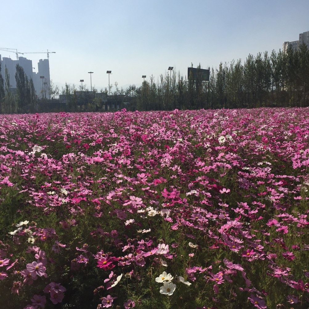 西宁小老鼠公寓