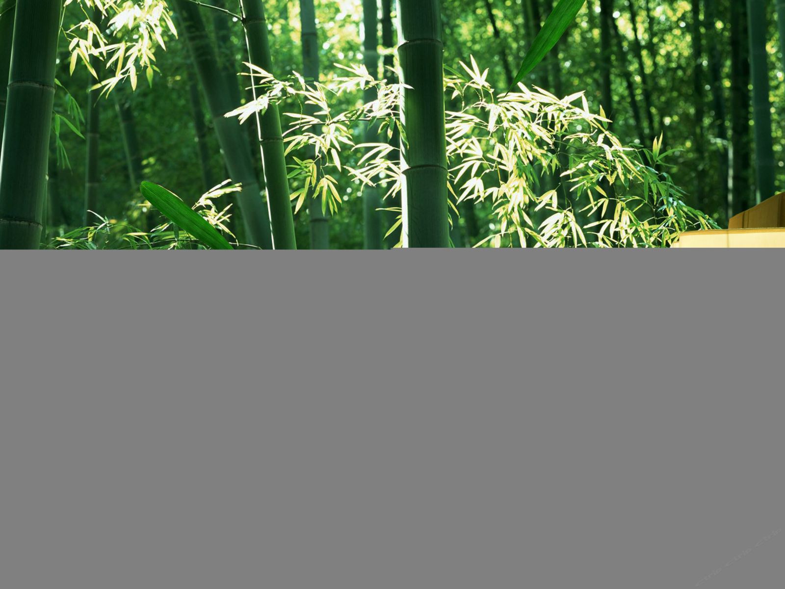 绿色生态豪华套房