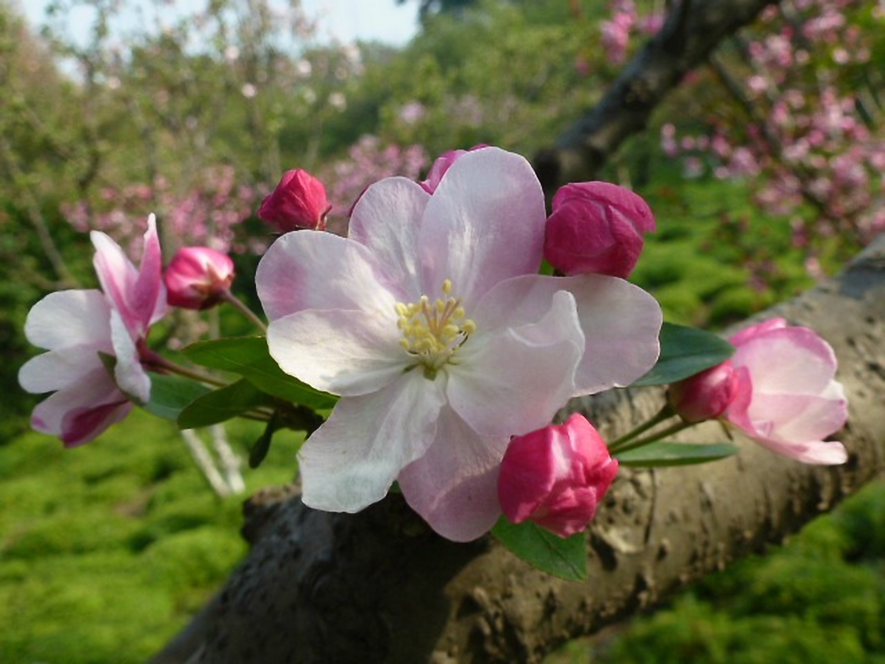 花季,你能说出这些花的名字吗?你拍摄的最美花