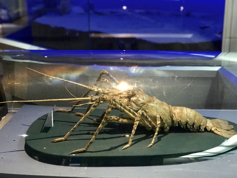 初窥自然科学,走近大连自然博物馆