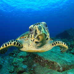 洛克岛 景点模块