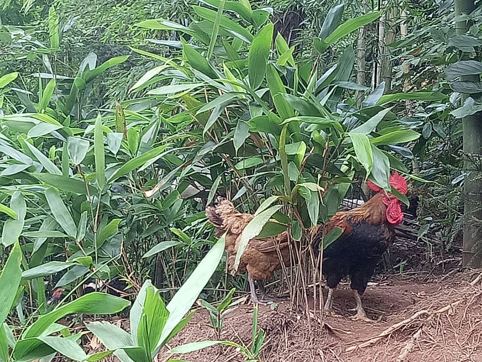 其他