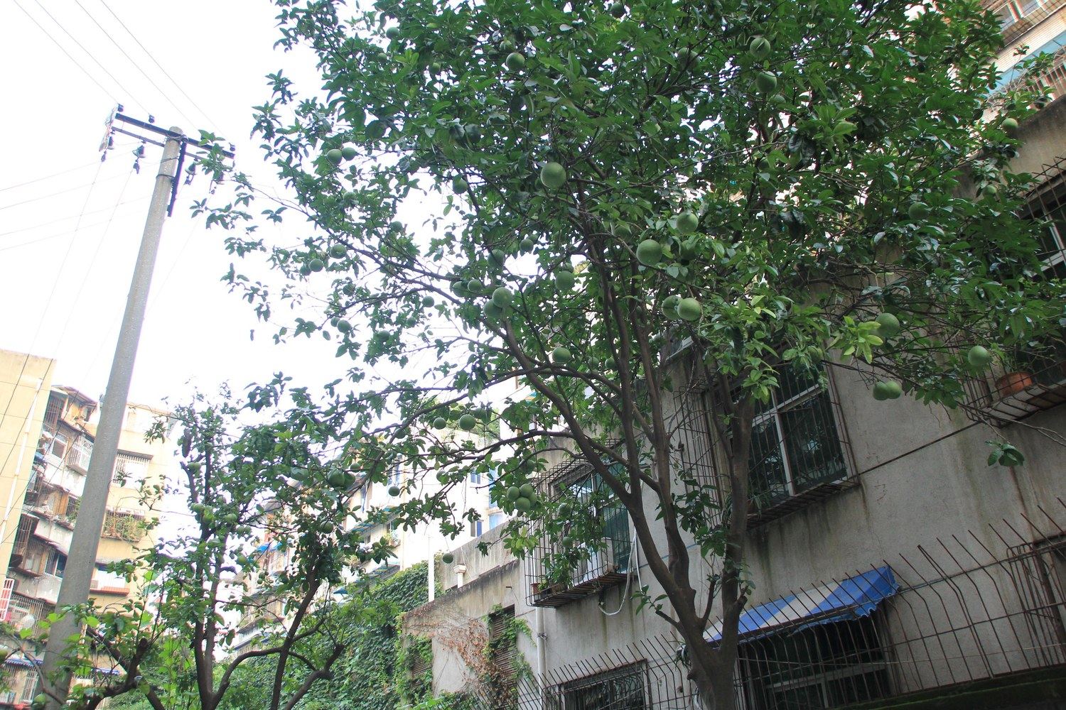 草堂大院公寓
