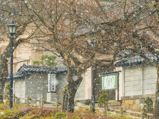 [春节]<日本北海道4晚5日游>恋上雪境,南京直飞,疯玩滝野雪上世界,嗨购三井奥特莱斯,札幌连住享自由,2晚温泉享受,南京合肥户籍简化,单人无忧拼房