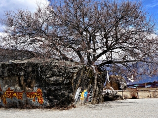 豪华西藏旅游_到西藏的旅游费用_六日西藏游