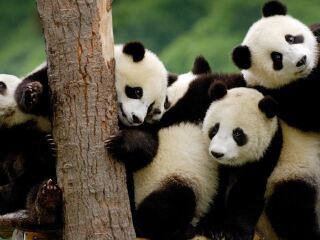 去稻城亞丁游怎么省錢_報團(tuán)去稻城亞丁多少錢_稻城亞丁旅游團(tuán)