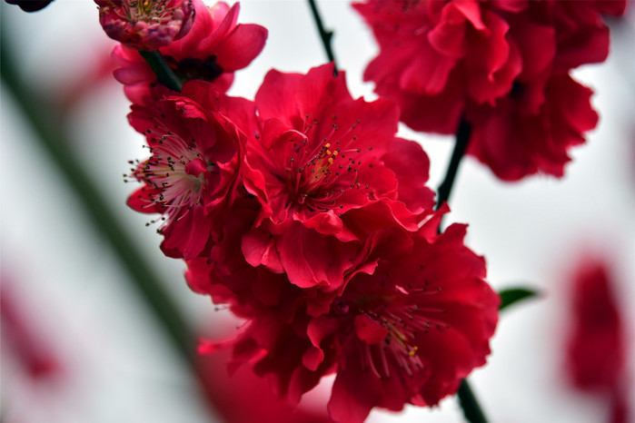博览园的樱花品种很少,有一种叫"中国红"的樱花我们比较欣赏.