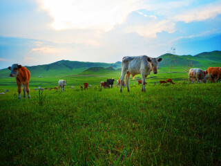 壩上草原旅游最佳路線_壩上草原旅游一次多少錢_壩上草原跟團(tuán)還是自由行
