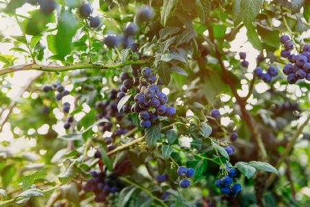 food_picture