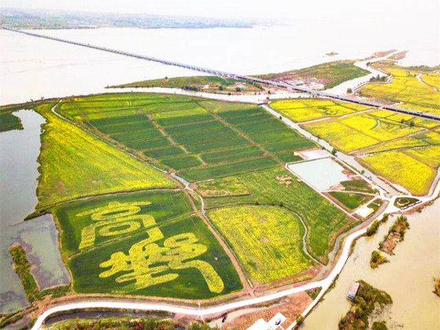 含乌篷船,景区小火车,纯玩无购物,七百里高邮湖,万亩湖上油菜花海