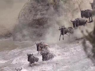 肯尼亞旅游花費一般多少_肯尼亞跟團(tuán)還是自由行_香港旅游團(tuán)肯尼亞