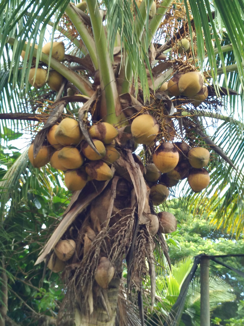 夏威夷果农场椰子树