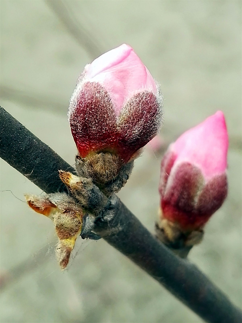 还没开的花骨朵是整个样子的.