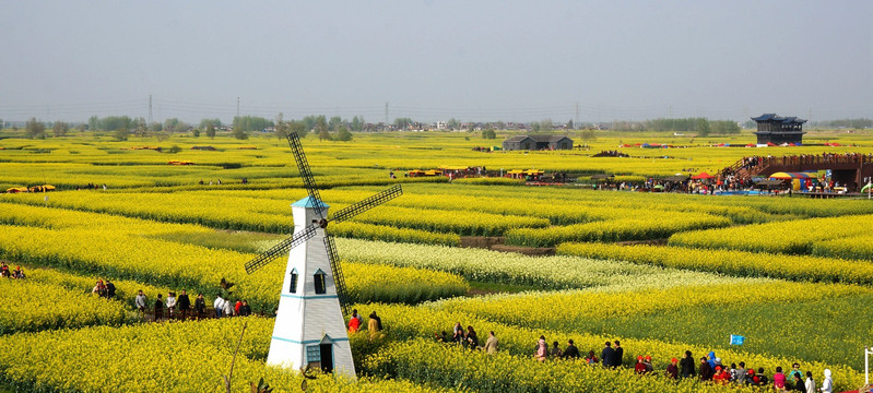 兴化千垛菜花风景区        