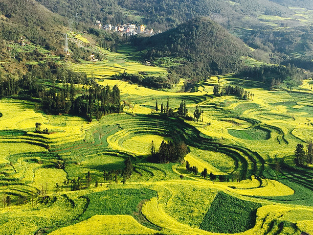  罗平油菜花-元阳梯田-东川红土地-普者黑-碧色寨-抚仙湖双飞9日游>万