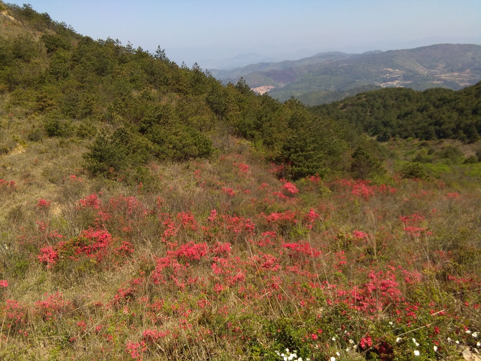 高岗满山开遍映山红