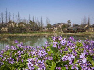 華東烏鎮(zhèn)八月份旅游_華東烏鎮(zhèn)旅游跟團(tuán)需多少錢_8月華東烏鎮(zhèn)旅游