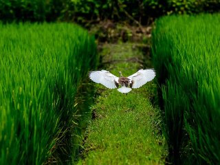 華東烏鎮(zhèn)八月份旅游_華東烏鎮(zhèn)旅游跟團(tuán)需多少錢_8月華東烏鎮(zhèn)旅游