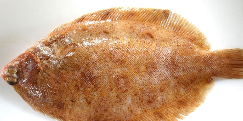 多佛尔鲽鱼 分享到                       dover sole 推荐